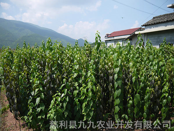 華仲5號(hào)