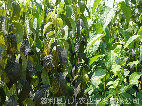 華仲5號(hào)