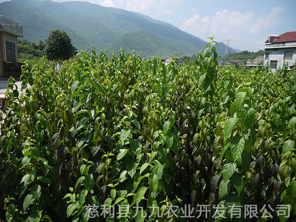 華仲5號(hào)