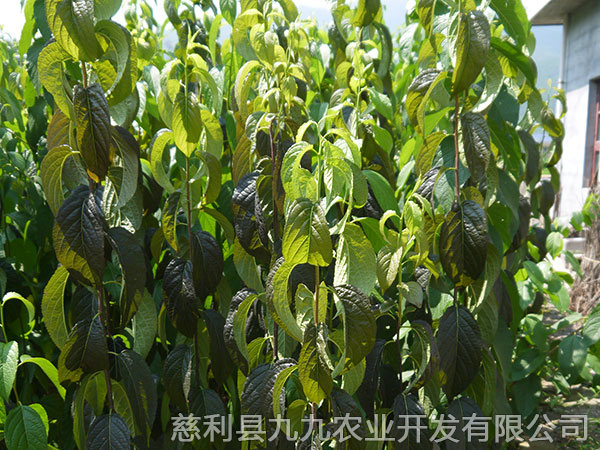 華仲5號(hào)