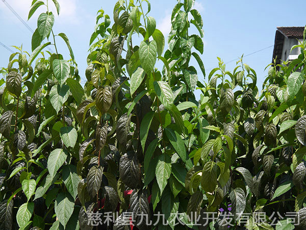 華仲5號(hào)