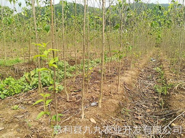 本地優(yōu)選3年苗（價(jià)格面議）
