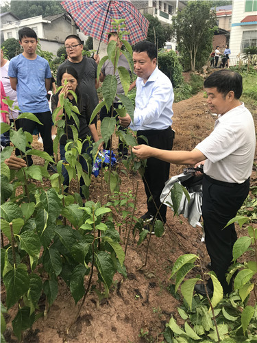 慈利縣九九農(nóng)業(yè)開發(fā)有限公司,張家界粘木苗銷售,杜仲種植,苗木銷售 慈利縣九九農(nóng)業(yè)開發(fā)有限公司,張家界粘木苗銷售,杜仲種植,苗木銷售